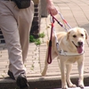 Een persoon met een visuele beperking wandelt op straat met behulp van een witte stok en zijn geleidehond.