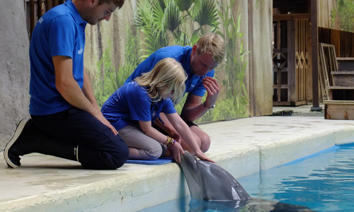 Een meisje met een visuele beperking aait een dolfijn.