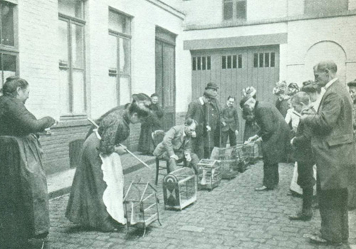 Concours de pinsons dans le Nord de la France au début du XXe siècle.