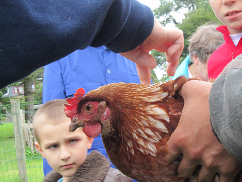 Les enfants découvrent les poules de la ferme