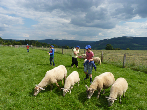 Les enfants s’amusent dans les champs et découvrent les moutons