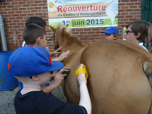 Les enfants apprennent à brosser un cheval.