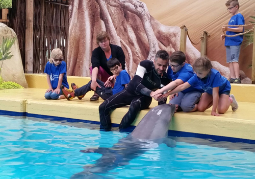 Enkele kinderen op zeestage raken een dolfijn aan in het Boudewijn Seapark.