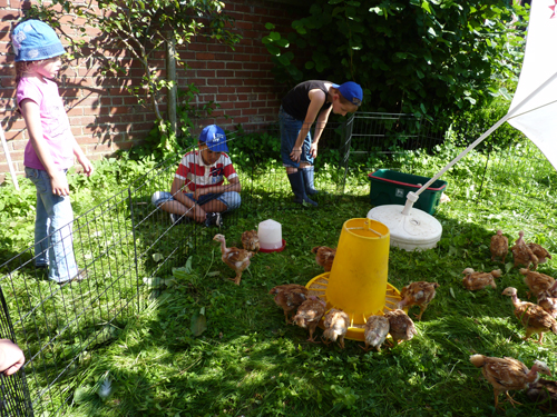 Les enfants observent des poules en train de manger.