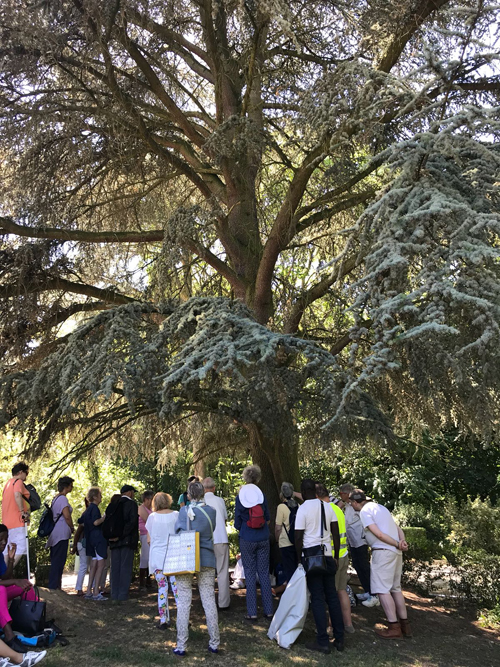 Rencarbes 3 - 2018Le groupe est rassemblé devant l’immense cèdre qui étale ses branches aux épines de couleur bleue.