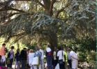 Le groupe est rassemblé devant l’immense cèdre qui étale ses branches aux épines de couleur bleue.