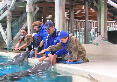 Des enfants déficients visuels caressent des dauphins lors d'un stage à la mer.