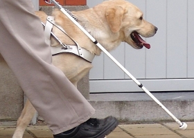 Een blinde persoon die zich verplaatst met behulp van een witte stok en een blindengeleidehond.