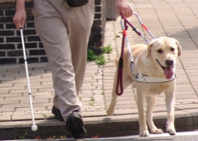 Een persoon met een visuele beperking wandelt op straat met behulp van een witte stok en zijn geleidehond